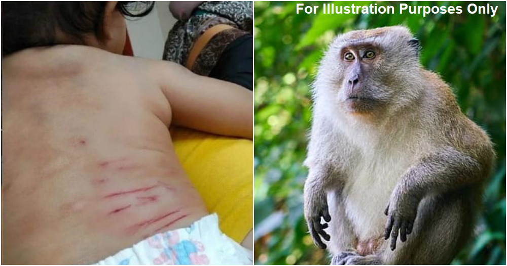 wild monkey 2 ft