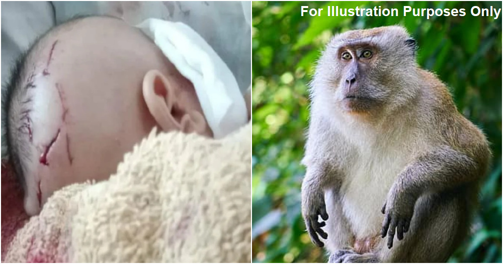 monkey attack baby 2 ft 2.0