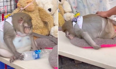 2851BA56 C41C 49F9 87E5 159DD00E52D7