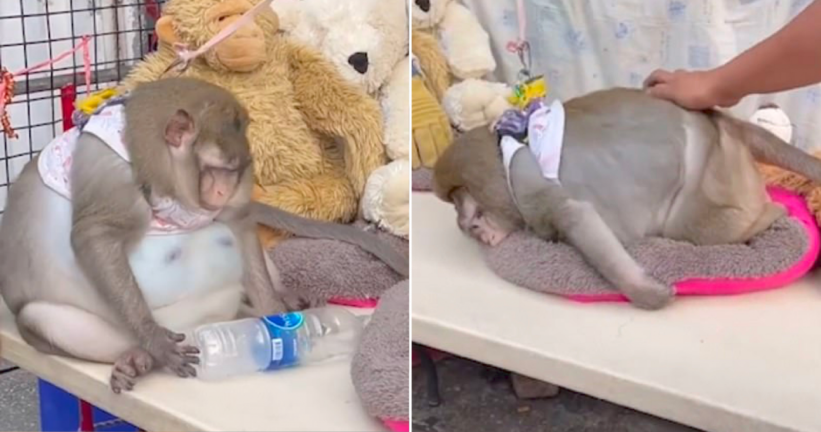 2851BA56 C41C 49F9 87E5 159DD00E52D7