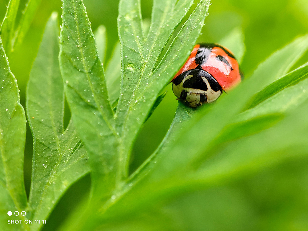 Ladybug 1
