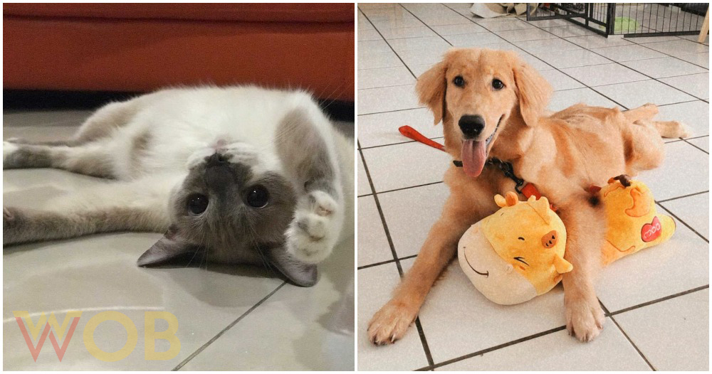 pjimage 2021 03 03T173427 1