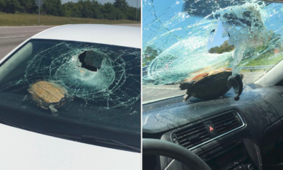 658D9DE7 5410 4C29 B6FA ED3D4C2C5106