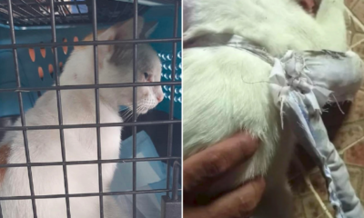 68298372 C5CF 47BB B5FB 7D839F77FF56