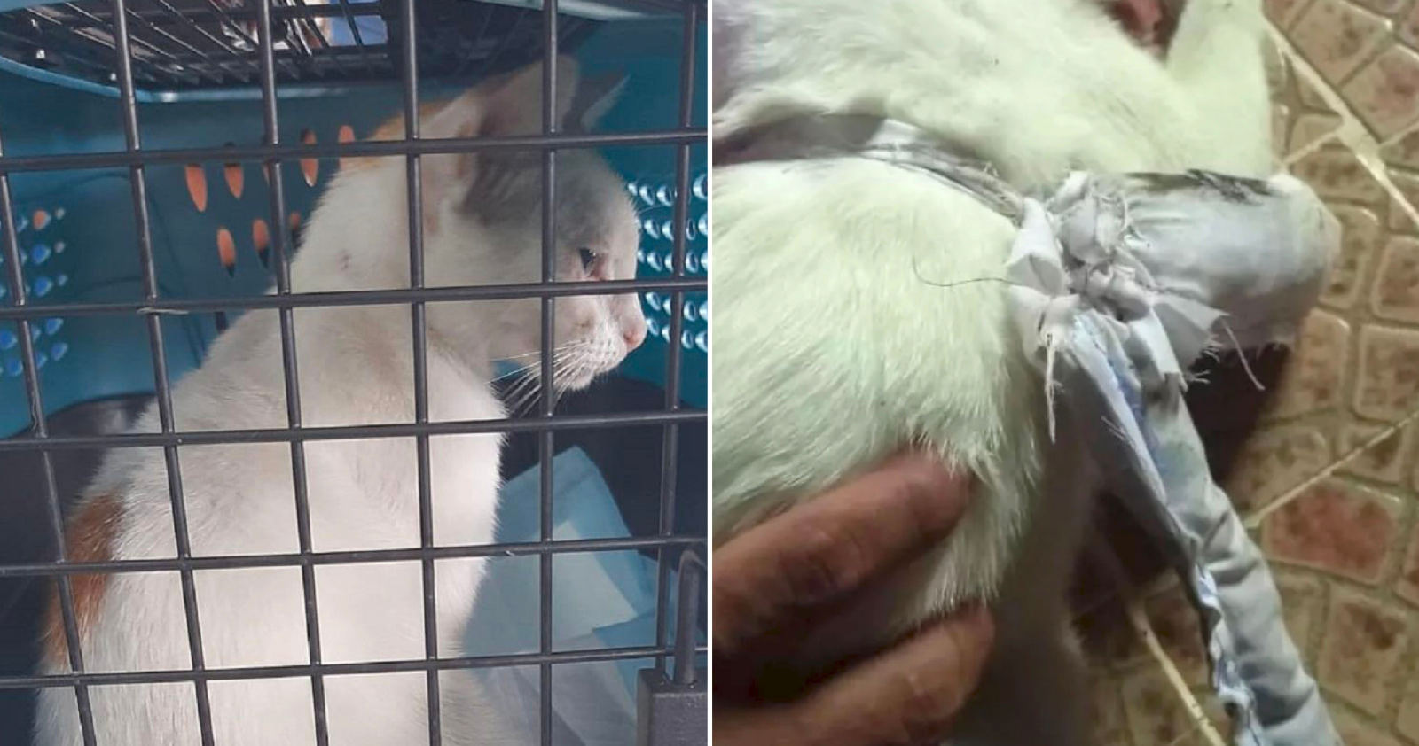 68298372 C5CF 47BB B5FB 7D839F77FF56