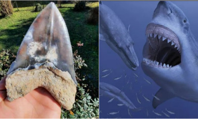 Meg Feature 2resized