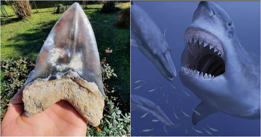 Meg Feature 2resized