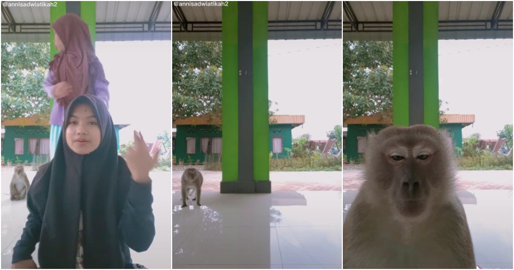 monkey phone ft