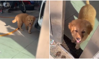 pjimage 2021 04 01T170343.829