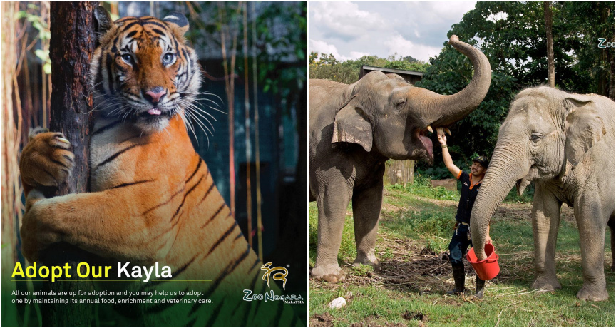 zoo ft 1