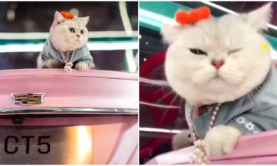 pjimage 2021 05 03T142709.326