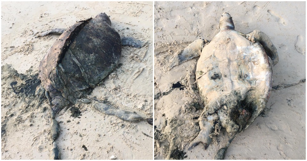 pjimage 2021 05 31T164026.224