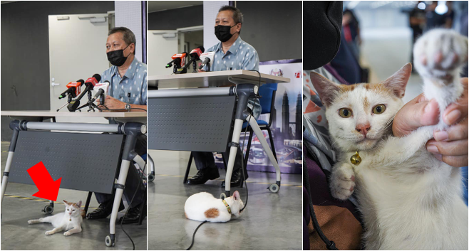 Cute Cat At Rapid KL Press Conference
