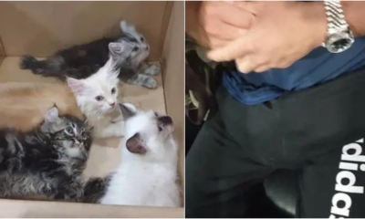 Man smuggles four kittens in his pants