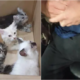 Man smuggles four kittens in his pants