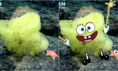 Scientist found real life spongebob and patrick in the atlantic ocean