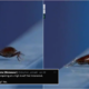 cockroach at the tokyo 2020 olympic games