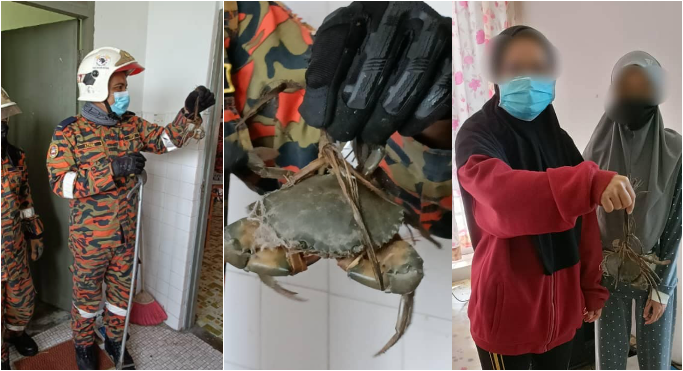 Bomba discovered mud crab instead of snake