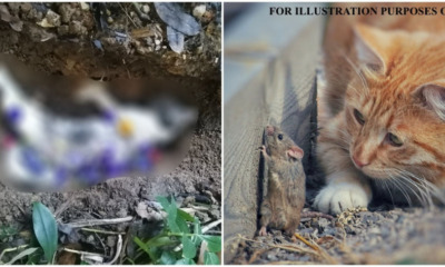 catto ft 1 e1628150655743