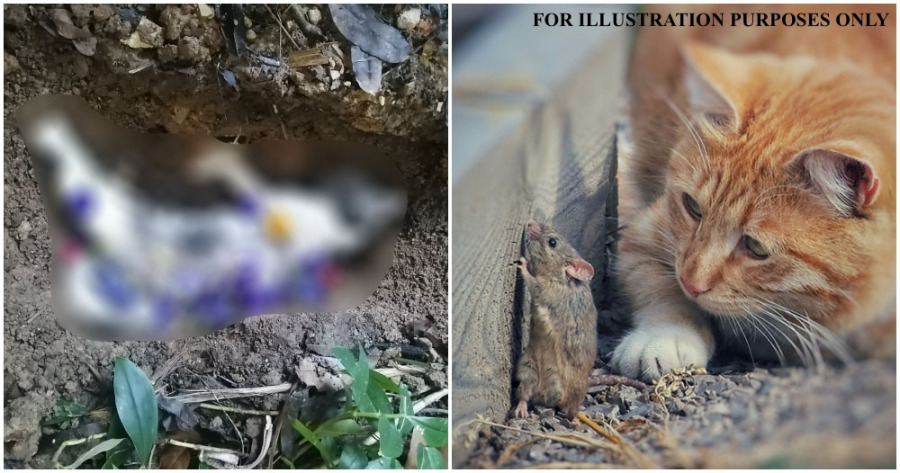 catto ft 1 e1628150655743