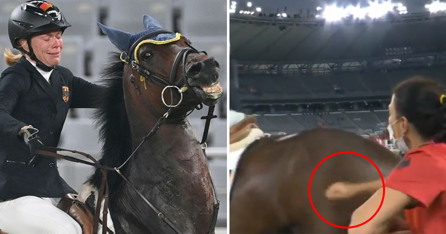 horse