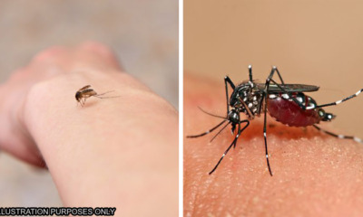 mosquito invisible human