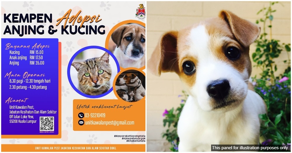 dbkl adopt a dog or cat campaign