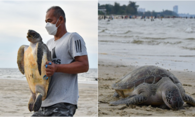 dead penyu found on Terengganu beach