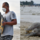 dead penyu found on Terengganu beach
