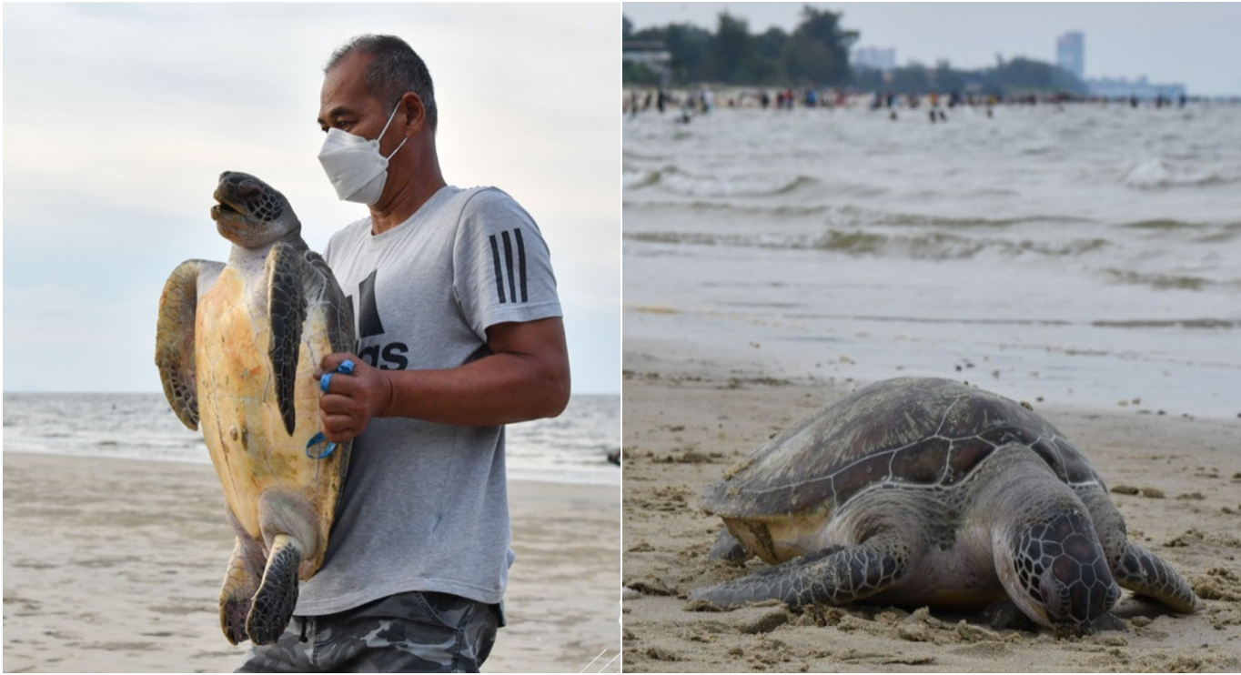 dead penyu found on Terengganu beach