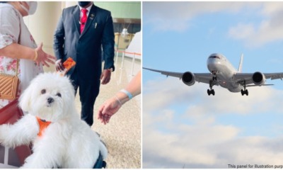 doggo travel business class