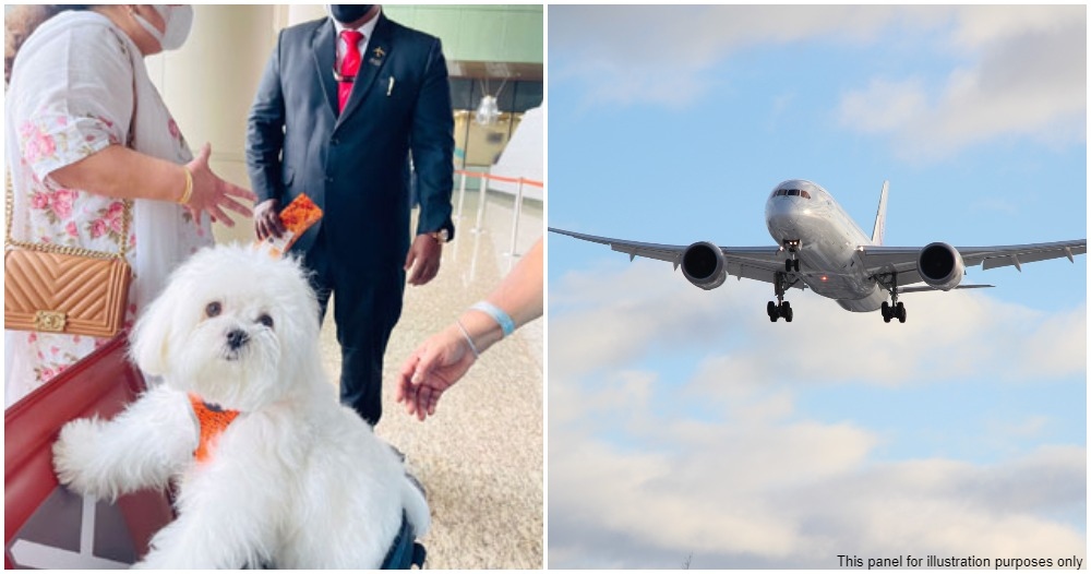 doggo travel business class