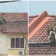 monkey holding dog in selangor 2