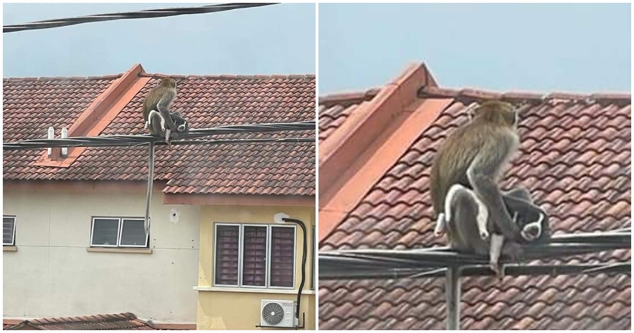 monkey holding dog in selangor 2