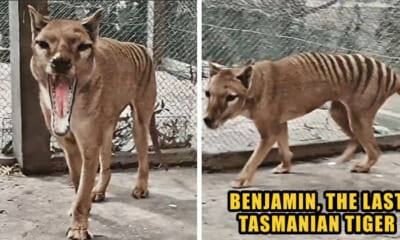 the last tasmanian tiger
