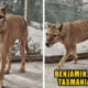 the last tasmanian tiger