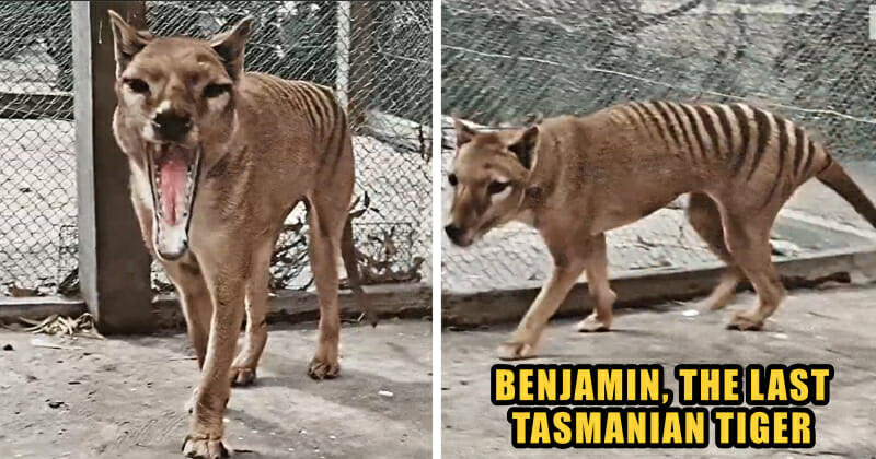the last tasmanian tiger