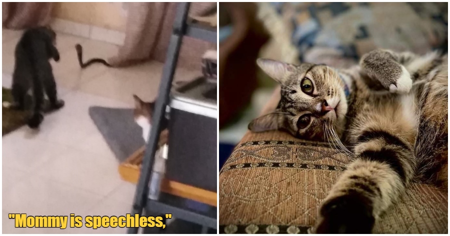 FT Image Brave Catto Saves Mommy 1.0