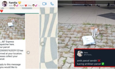 FT Image Cat Delivery