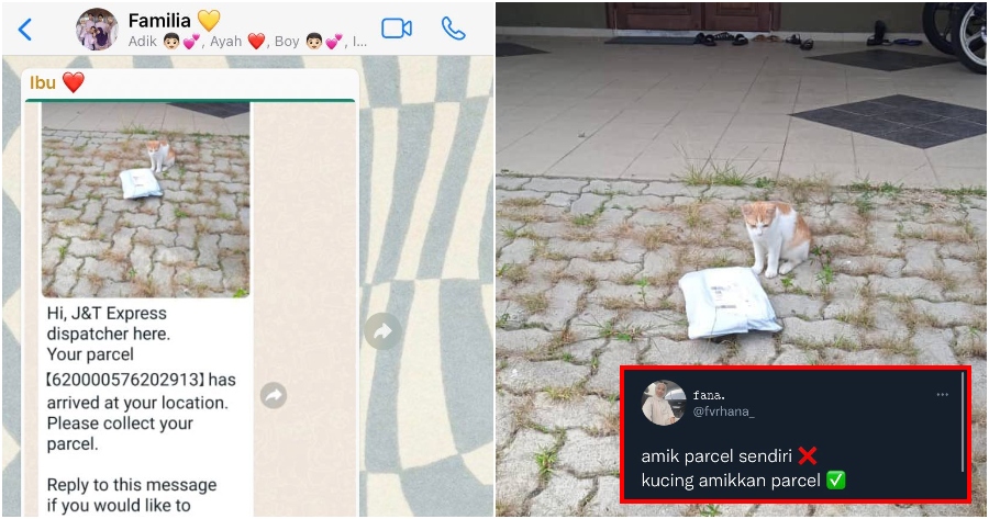 FT Image Cat Delivery