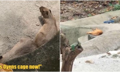 FT Image Oyen Invade Capybaras Cage 2.0