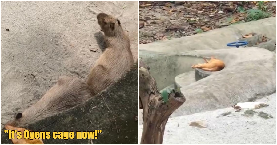 FT Image Oyen Invade Capybaras Cage 2.0