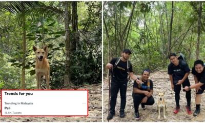 FT Image Pali The Doggo Femes 2.0