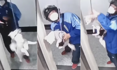 Man save dog from lift