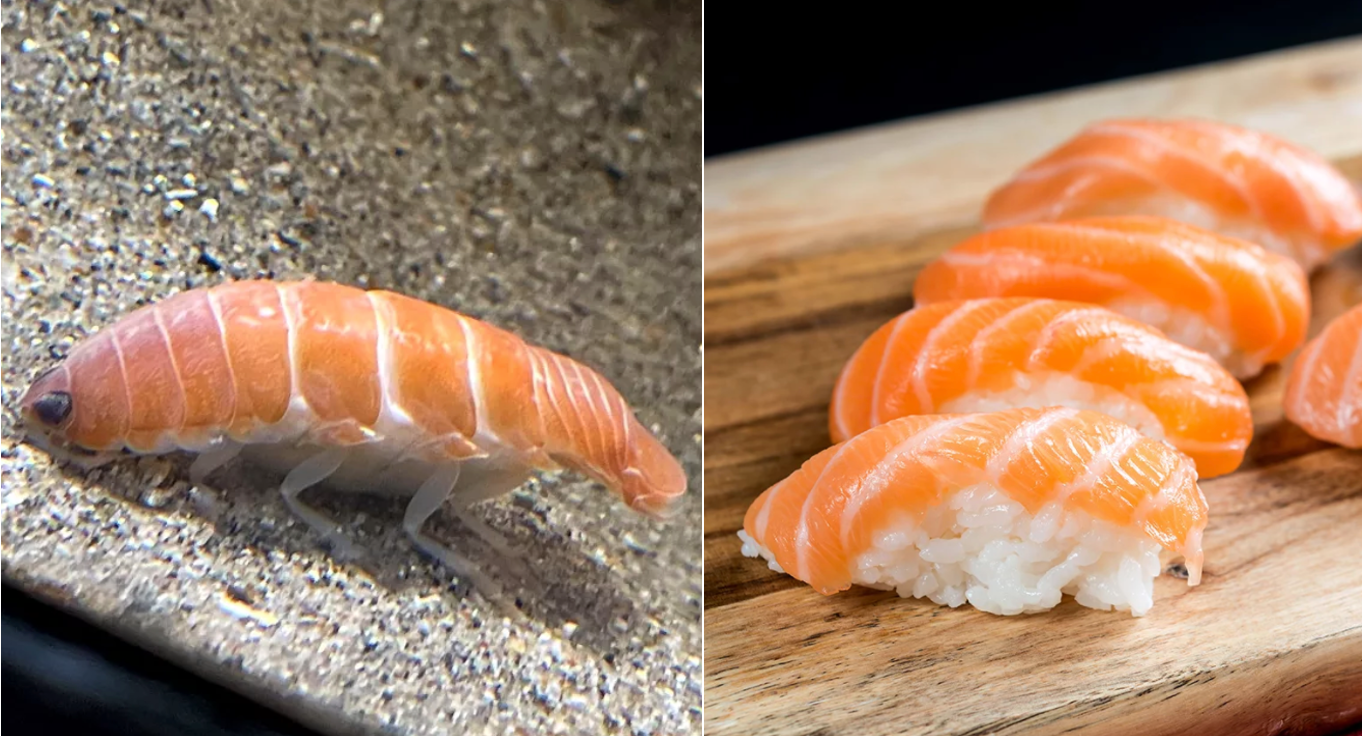 Parasite That Looks Like Sushi