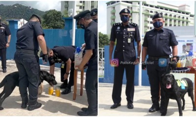 black the labrador pdrm k9