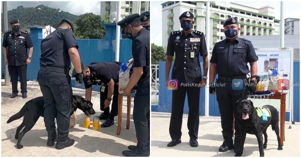 black the labrador pdrm k9