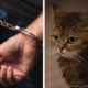 cat japan swim arrested