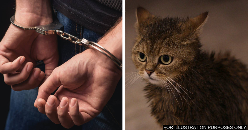 cat japan swim arrested