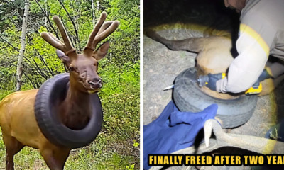 elk tyre freed
